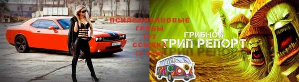 сатива Армянск